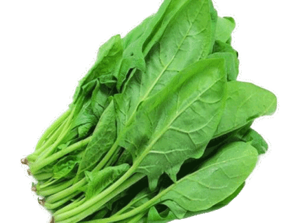 Fresh Spinach Leaf Bunch